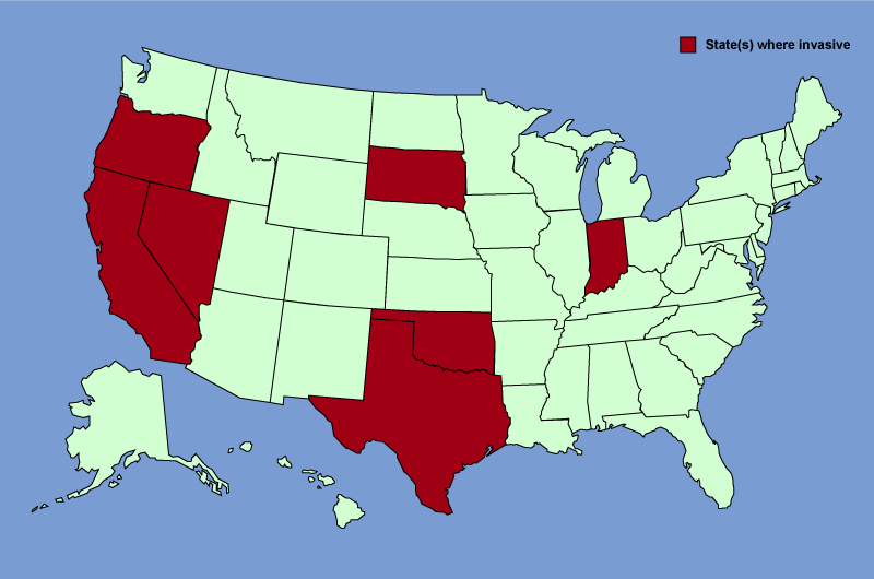 Distribution map of Tamarix parviflora
