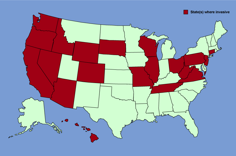 Distribution map of Verbascum thapsus