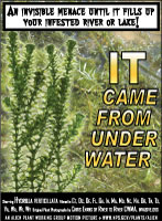 Hydrilla picture