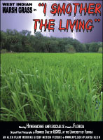 West Indian marsh grass picture