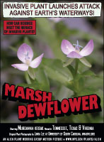 Asian spiderwort picture