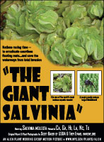 Giant salvinia picture