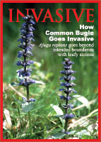 Common bugle picture