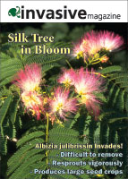 Silk tree picture