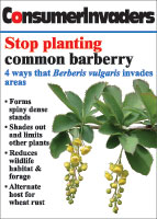Common barberry picture