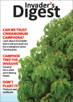 Camphor tree picture