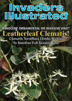 Leatherleaf clematis picture
