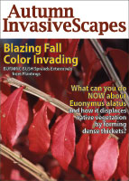 Burning bush picture