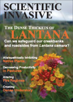 Lantana picture