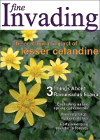 Lesser celandine picture