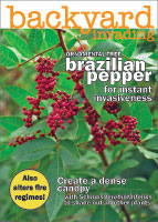 Brazilian pepper picture
