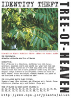 Tree-of-heaven picture
