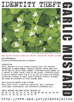Garlic mustard picture