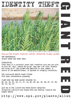 Giant reed picture