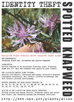 Spotted knapweed picture