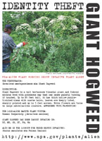 Giant hogweed picture