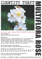 Multiflora rose picture