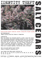 Salt cedars picture