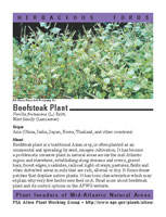 Beefsteak plant picture