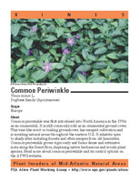 Common periwinkle picture