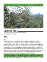 Common reed picture