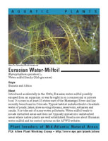 Multiflora rose picture