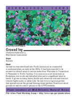 Ground ivy picture