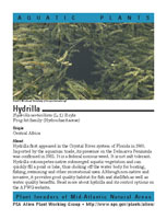 Hydrilla picture