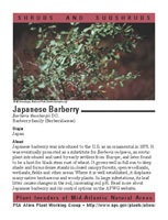 Japanese barberry picture
