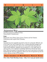 Japanese hop picture
