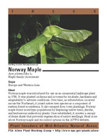 Norway maple picture