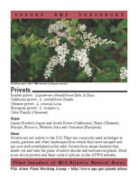 Privets picture