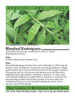 Wavyleaf basketgrass picture