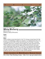 White mulberry picture