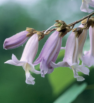 Paulownia tomentosa (Empress Tree, Princess Tree, Royal Empress Tree, Royal  Paulownia)