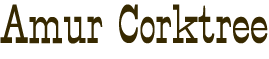 Amur Corktree