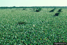 Figure 2. A severe waterlettuce (Pistia stratiotes L.) infestation on Lake Okeechobee in southern Florida. (Photographs courtesy of USDA, ARS Invasive Plant Research Laboratory.)