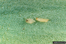 Figure 4b. Larvae (left) and pupa (right) of the waterlettuce weevil Neohydronomus affinis Hustache. (Photograph courtesy of USDA, ARS Invasive Plant Research Laboratory.)