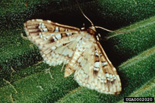 Figure 5a. Adult of the waterlettuce moth Samea multiplicalis (Guenee). (Photograph coutresy of USDA, ARS Invasive Plant Research Laboratory.)