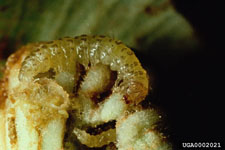 Figure 5b. Larvae of the waterlettuce moth Samea multiplicalis (Guenee). (Photograph coutresy of USDA, ARS Invasive Plant Research Laboratory.)