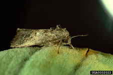 Figure 6a. Adult of the waterlettuce moth Spodoptera pectinicornis (Hampson). (Photograph courtesy of USDA, ARS Invasive Plant Research Laboratory.)