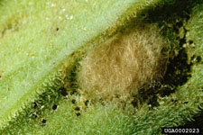 Figure 6b. Egg mass of the waterlettuce moth Spodoptera pectinicornis (Hampson). (Photograph courtesy of USDA, ARS Invasive Plant Research Laboratory.)