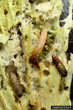 Figure 6c. Damage from larval feeding can destroy leaves. (Photograph courtesy of USDA, ARS Invasive Plant Research Laboratory.)