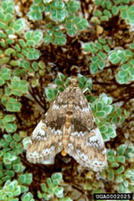 Figure 7a. Adult of the waterlily leafcutter Synclita obliteralis (Walker) which feeds on waterlettuce. (Photograph courtesy of USDA, ARS Invasive Plant Research Laboratory.)