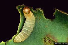 Figure 7b. Larvae of the waterlily leafcutter Synclita obliteralis (Walker) which feeds on waterlettuce. (Photograph courtesy of USDA, ARS Invasive Plant Research Laboratory.)