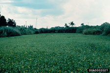 Figure 8a. A 10-acre pond on Torry Island in Lake Okeechobee, Florida, before suppression of waterlettuce (Pistia stratiotes L.) by Neohydronomus affinis Hustache. (Photographs courtesy of USDA, ARS Invasive Plant Research Laboratory.)