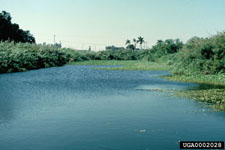 Figure 8b. A 10-acre pond on Torry Island in Lake Okeechobee, Florida, after suppression of waterlettuce (Pistia stratiotes L.) by Neohydronomus affinis Hustache. (Photographs courtesy of USDA, ARS Invasive Plant Research Laboratory.)
