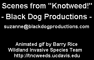knotweed video