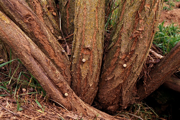 treated tree