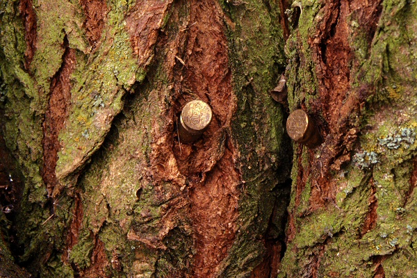 treated tree